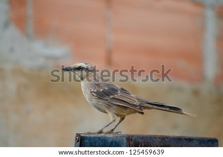 A chalk-browed mockingbird
