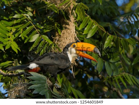 Toco toucan (Ramphastos toco) on the tree