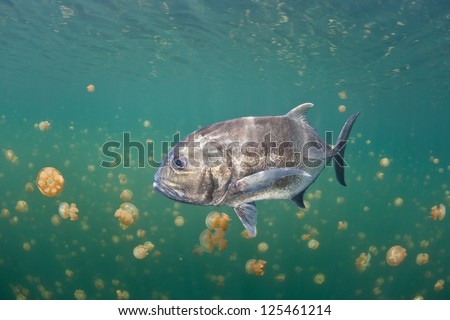 A Giant trevally (Caranx ignobilis) swims within a remote marine lake in Raja Ampat, Indonesia.  The trevally must have entered the isolated lake when it was a larva.
