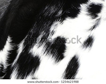 Cow and its fur