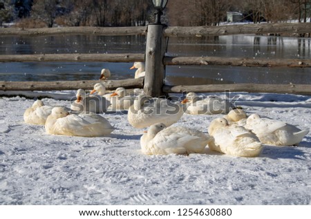 Ducks on the lake, Dorukkaya, Bolu, Turkey
