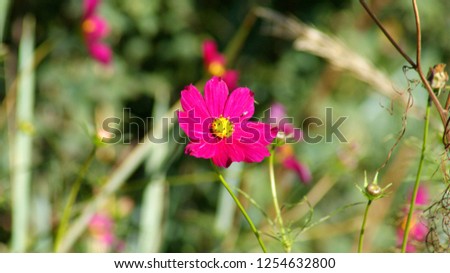 Flower in blossom 