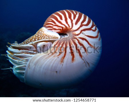 Incredible underwater world - Nautilus, Palau.               