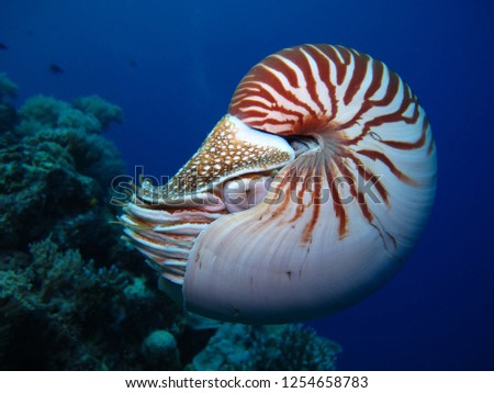 Incredible underwater world - Nautilus, Palau.                Royalty-Free Stock Photo #1254658783
