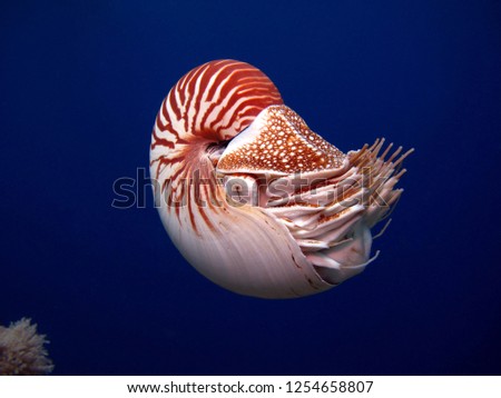 Incredible underwater world - Nautilus, Palau.                Royalty-Free Stock Photo #1254658807