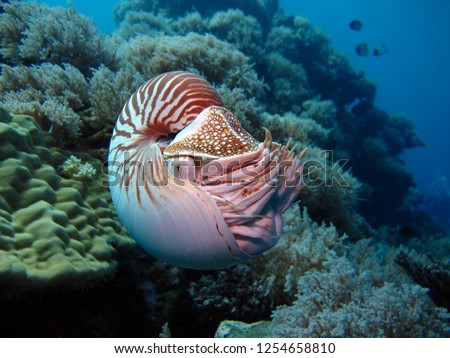 Incredible underwater world - Nautilus, Palau.               