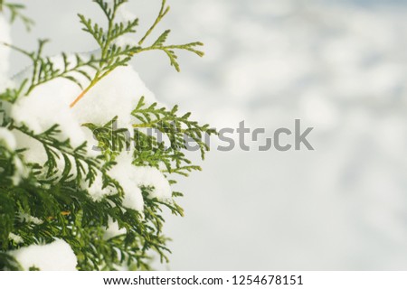 Evergreen cypress in winter. Closeup nature photography