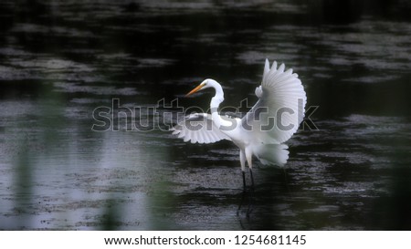 Great Egret in Marsh