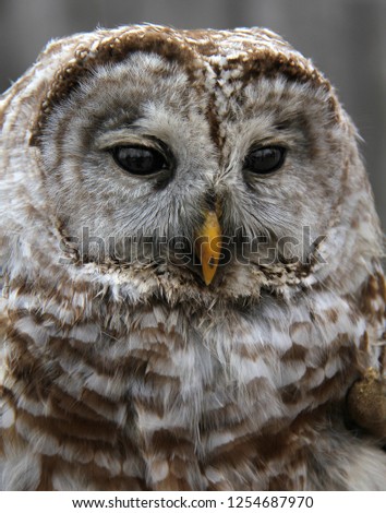 Barred Owl looking