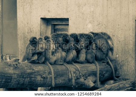 Monkeys sitting on a trunk in a row