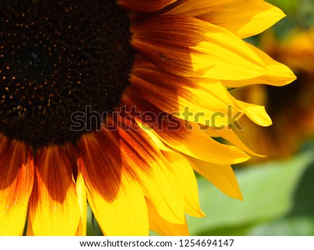 nature color background sunflower