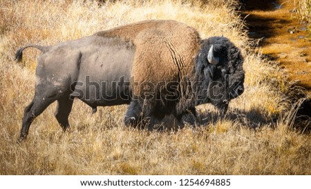 Buffalo Bison in Yellowstone