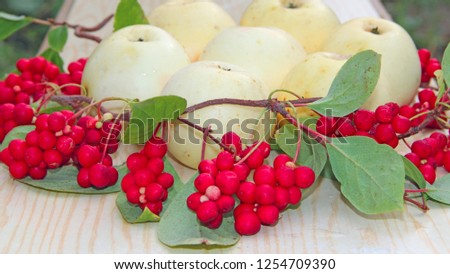 Schisandra and white apples. Still life with clusters of ripe schizandra and white apples. Harvest with red schisandra chinensis plants with ripe fruits and apples. Schizandra omija of Korea