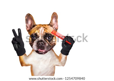 funny dog ginger french bulldog barber hold a comb. Man isolated on white background