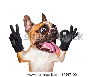 funny dog french bulldog shows with his paws and hands a gesture of peace and a sign approx. Animal is isolated on a white background