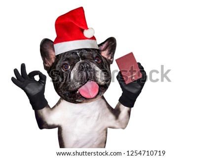 french bulldog on white isolated background keeps passport in christmas hat