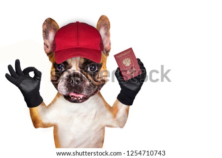 french bulldog on white isolated background keeps passport