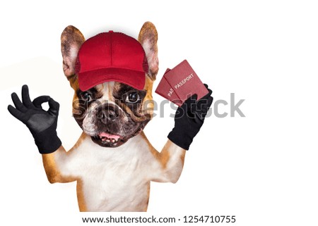french bulldog on white isolated background keeps passport