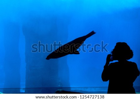 dark silhouette of seal diving in aquarium with person standing in from of glass taking picture 