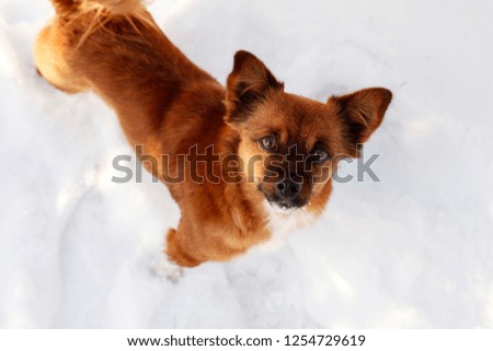 
Little funny dog ​​standing in the snow and looking at the camera.