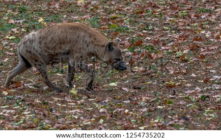 Earth Toned Fur on a spotted Hyena Foraging in a Field
