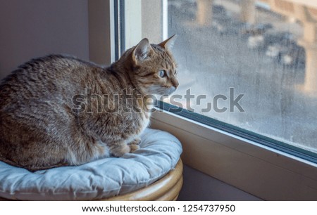 Cat looking through the window