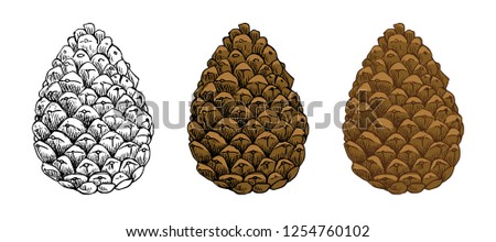 Pine cones vector set. Different hand drawn sketch styles. Botanical drawing. Winter holidays, Christmas symbols. Isolated on white background.