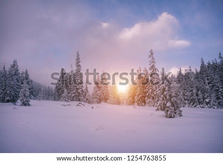 Dreamy view of the fairy-tale woodland. Location Carpathian mountain, Ukraine, Europe. Magical wintry scene on a frosty day. Alpine ski resort. Perfect winter wallpapers. Discover the beauty of earth.