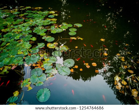 Carp Fish swims among water lily in the water slowly in the park