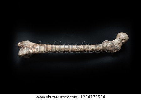 Femur human bone close up isolated on black background Royalty-Free Stock Photo #1254773554