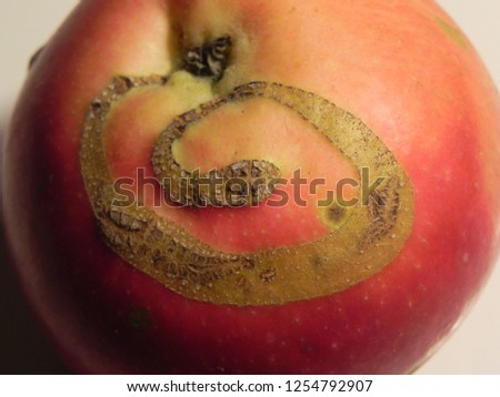 Snake and apple. Unevenness on the skin of the apple in the shape resembling a snake. Paradise fruit. Closeup, view from. White background.
