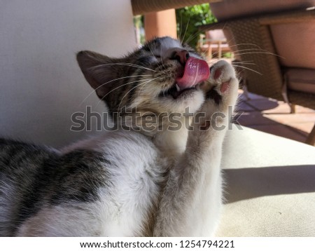 Yound Tabby Cat Cleaning with Paws and Tongue White and striped fur pink and black paw pads