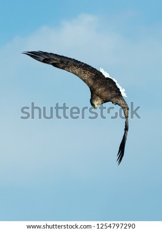 White-tailed eagle in flight.  Front view. Blue sky background. Scientific name: Haliaeetus albicilla, also known as the ern, erne, gray eagle, Eurasian sea eagle and white-tailed sea-eagle.