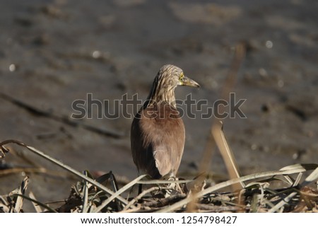 Chinese Pond Heron is brown with streaks on head, neck,breast. In breeding season, feathers on its head and neck turn dark wine-red, while those on its back turn greyish blue and its belly turn white.