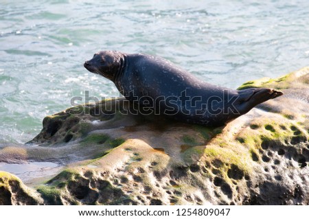 A single Seal lays on a rock in the California sun
