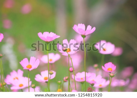 Pink cosmos flower blooming in the field, For background in vintage style soft focus.