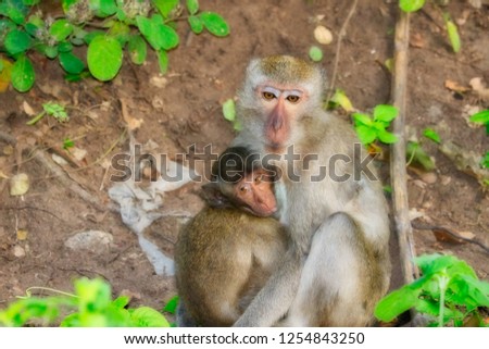 This cute animal photo shows a monkey mother with her little monkey baby in her arms. The picture was taken on Hin Lek Fai in Hua Hin