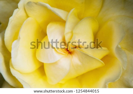Close up of the center of a yellow rose