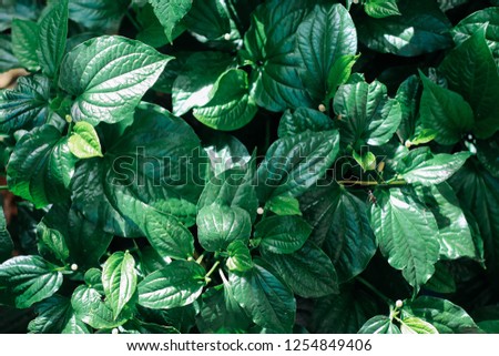 Wildbetal Leafbush, green leaves