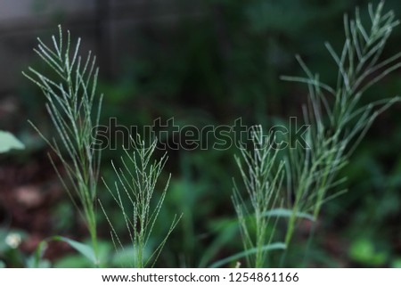 Vetiver grass or Khuskhus or Cuscus or Sevendara grass