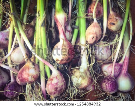 Garlic reveals many colors freshly harvested from the garden. Royalty-Free Stock Photo #1254884932