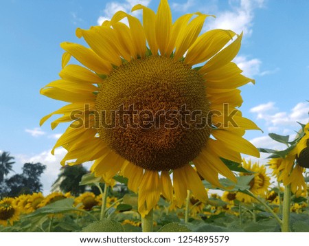Sunflower and Sky. In the sunflower field.