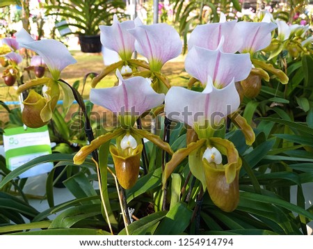 Paphiopedilum, Lady`s Slipper. slipper orchid. Variety of Lady Slipper. Paphiopedilum concolor. godefroyae.  leucochilum. Meaning is the goddess of love and beauty. Paphia.