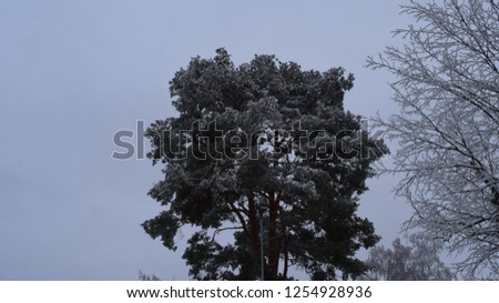 Tree with branches - frost and icy - winter season - perfect for Christmas card