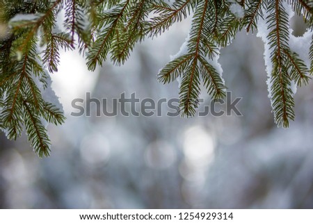 Pine tree branches with green needles covered with deep fresh clean snow on blurred blue outdoors copy space background. Merry Christmas and Happy New Year greeting postcard. Soft light effect.