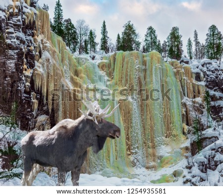 Moose is ready for the New Year in a snow-covered forest.  Ice streams of a frozen waterfall fall from a steep cliff in the forest. The concept of exotic and photo-tourism