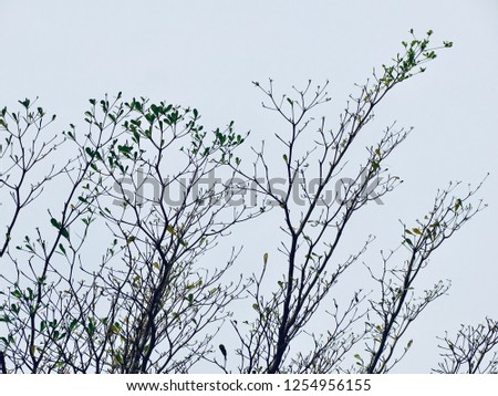 Dry tree pattern. Silhouette of dry tree branches on white sky background.