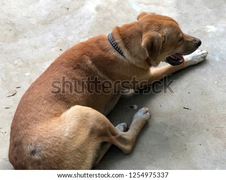 Brown Thai dogs on cement floor. Pet and friend on the house.Lovely pet.