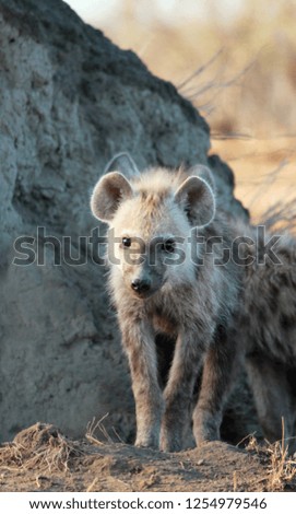 Hyena outside den