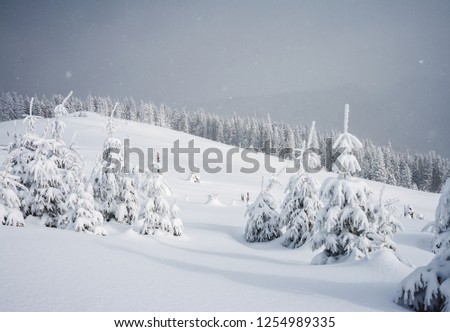 Frozen white spruces on a gloomy day. Location Carpathian mountain, Ukraine, Europe. Alpine ski resort. Majestic wintry scene. Fabulous winter wallpaper. Happy New Year! Discover the beauty of world.